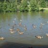 Fischessen_2-4__Juli_2011_012