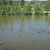 Fischessen_2-4__Juli_2011_013