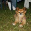 Fischessen_2-4__Juli_2011_114