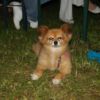 Fischessen_2-4__Juli_2011_116